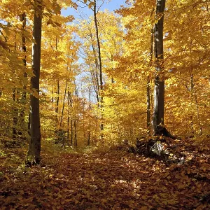 Autumn forest panorama in Canada