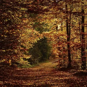 Autumn forest path with dense foliage creating a peaceful Autumn forest path with dense foliage creating a peaceful