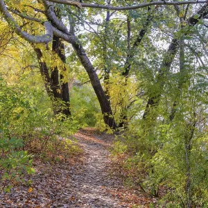 Autumn forest path between maple and poplar trees in a sunny day Autumn forest path between maple and poplar trees in a sunny day