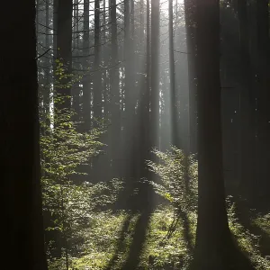 Autumn forest with rays of sunshine in Bavaria