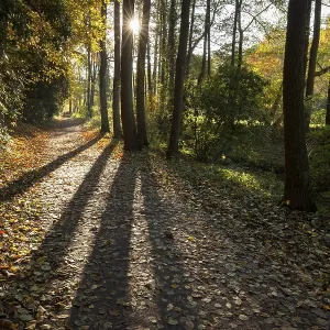 Autumn Forest, Rombergpark, Dortmund Autumn Forest, Rombergpark, Dortmund