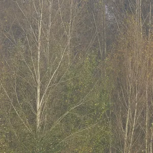Autumn forest with sand birch (Betula pendula)