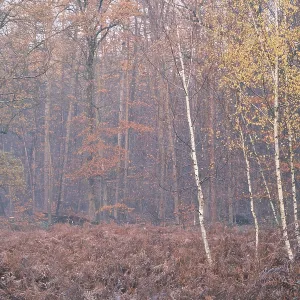 Autumn forest with sand birch (Betula pendula)