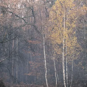 Autumn forest with sand birch (Betula pendula)