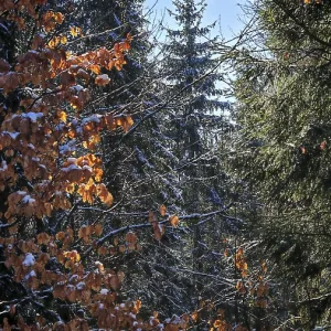 Autumn forest with sunlight illuminating orange and green leaves Autumn forest with sunlight illuminating orange and green leaves