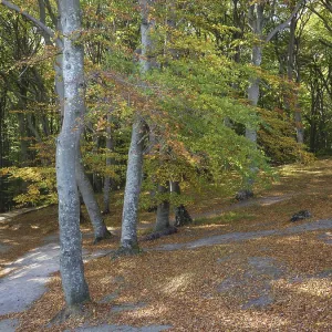 Autumn forest with sunlight streaming through the trees