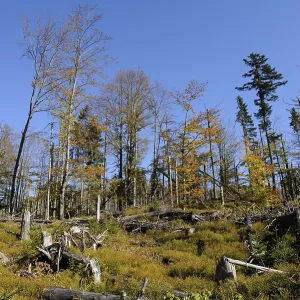 Autumn forest with tall trees and tree stumps under a clear blue sky Autumn forest with tall trees and tree stumps under a clear blue sky