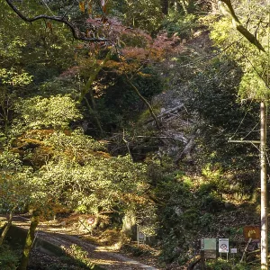 Autumn forest trail with light and shadow surrounded by green and brown trees