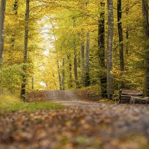 Autumn forest trail surrounded by colorful leaves and tall trees