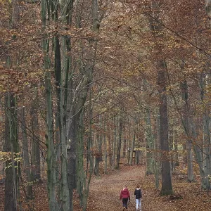 Autumn forest with walkers, Hulser Berg Nature Reserve
