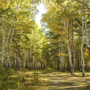 Bosque de otoño: arboleda de birch amarillo y el camino.