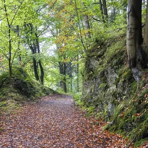 Autumn in the Harz National Park