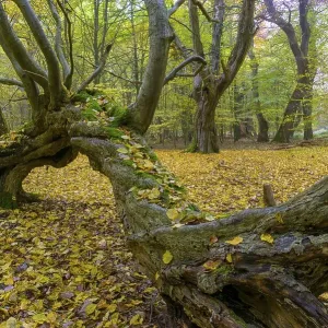 Autumn in the jungle Baumweg, forest Autumn in the jungle Baumweg, forest