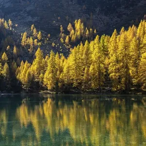 Autumn Larch Forest Print at Lake Palpuogna, Grisons, Switzerland