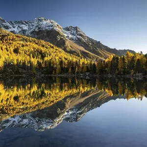 Autumn larch forest reflected in the mountain lake Lago di Saoseo Autumn larch forest reflected in the mountain lake Lago di Saoseo