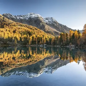 Autumn larch forest reflected in the mountain lake Lago di Saoseo Autumn larch forest reflected in the mountain lake Lago di Saoseo