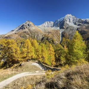 Autumn larches with mountain views