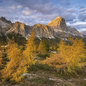Autumn larches with mountains in the sunlight at Falzarego Pass