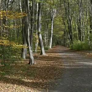 Autumn leaves in the Eilenriede city forest