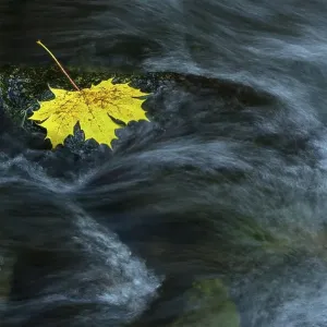 Autumn leaves in the flowing water of the Bode in the Harz Mountains