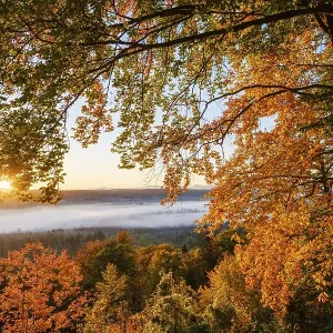 Autumn Red Beeches Print, Pupplinger Au, Upper Bavaria