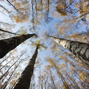 Autumn sky in birch forest with wide angle lens Autumn sky in birch forest with wide angle lens