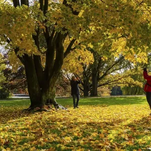 Autumn time, trees and foliage in the park