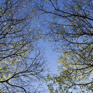 Autumn trees top in forest, blue sky shining through leaves Autumn trees top in forest, blue sky shining through leaves