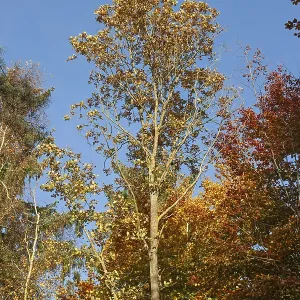 Autumn trees in Stikelkamp Forest