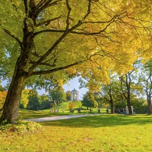 Autumn trees with yellow foliage Autumn trees with yellow foliage