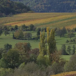 Autumn vineyards near Michelbach am Wald Autumn vineyards near Michelbach am Wald