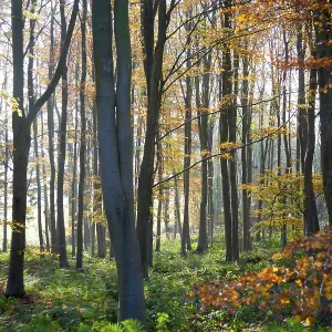 Autumn woodland scene of deciduous trees with orange brown leaves Autumn woodland scene of deciduous trees with orange brown leaves