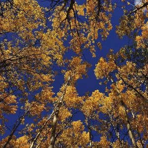 Autumnal aspen forest from below Autumnal aspen forest from below