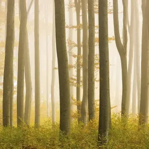 Autumnal Beech forest (Fagus) with fog Autumnal Beech forest (Fagus) with fog
