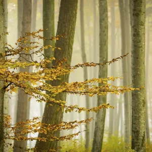 Autumnal Beech forest (Fagus) with fog Autumnal Beech forest (Fagus) with fog