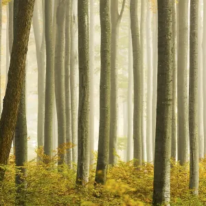 Autumnal Beech forest (Fagus) with fog