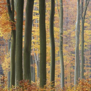 Autumnal Beech forest (Fagus silvatica)