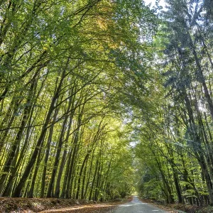 Autumnal beech forest (Fagus) on a village street Rehna