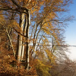Autumnal beeches, mist over Pupplinger Au Autumnal beeches, mist over Pupplinger Au