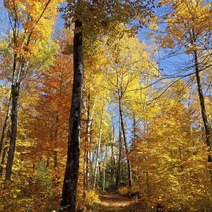 Autumnal birch forest panorama in Canada Autumnal birch forest panorama in Canada