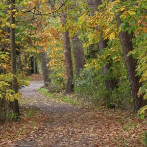 Autumnal forest path covered with leaves