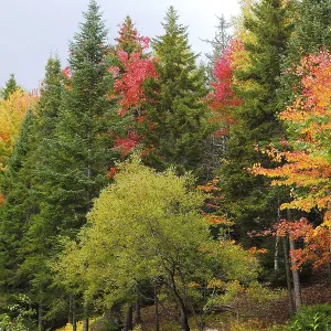 Autumnal Forest, Province of Quebec, Canada