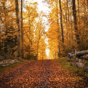 An autumnal forest trail covered by orange leaves