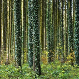 Autumnal high forest, tree trunks entwined with ivy Autumnal high forest, tree trunks entwined with ivy