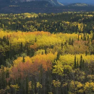 Autumnal landscape, Denali National Park Autumnal landscape, Denali National Park