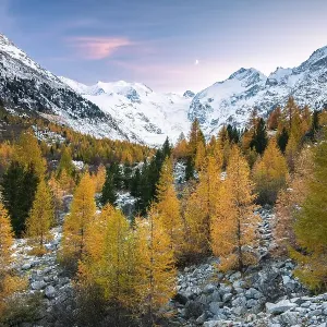 Autumnal larch forest in the valley of the Morteratsch Glacier Autumnal larch forest in the valley of the Morteratsch Glacier