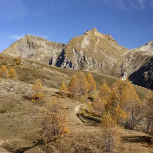 Autumnal Larch Forests Print, Leukerbad, Valais, Switzerland Autumnal Larch Forests Print, Leukerbad, Valais, Switzerland