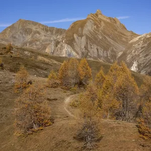 Autumnal Larch Forests Print, Leukerbad, Valais, Switzerland Autumnal Larch Forests Print, Leukerbad, Valais, Switzerland