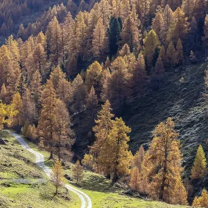 Autumnal Larch Forests Print, Vallon d'Arbi, Switzerland Autumnal Larch Forests Print, Vallon d'Arbi, Switzerland