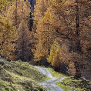 Autumnal larch forests, Vallon d'Arbi
